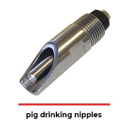 pig drinking nipples
