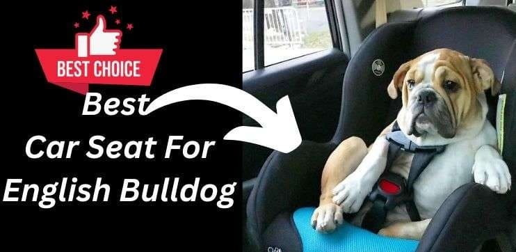 Best Car Seat For English Bulldog
