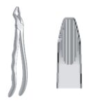 Lower Roots Incisors & Cuspids Fig. 36N EX 10 36N