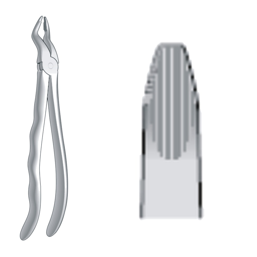 Lower Roots Incisors & Cuspids Fig. 36N 1 Lower Roots Incisors & Cuspids Fig. 36N