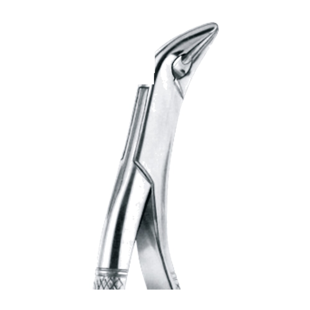 Lower Canines, Premolars And Molars 1 Lower Canines, Premolars And Molars