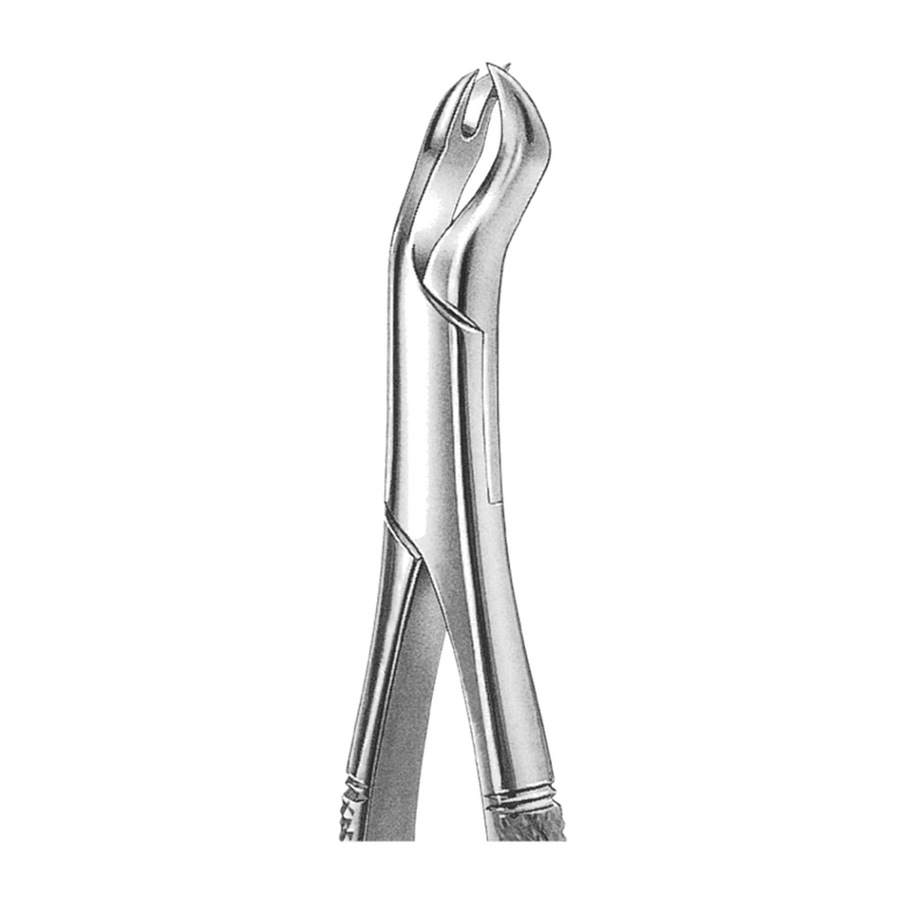 L Nevius Upper Molars, Left 1 L Nevius Upper Molars, Left